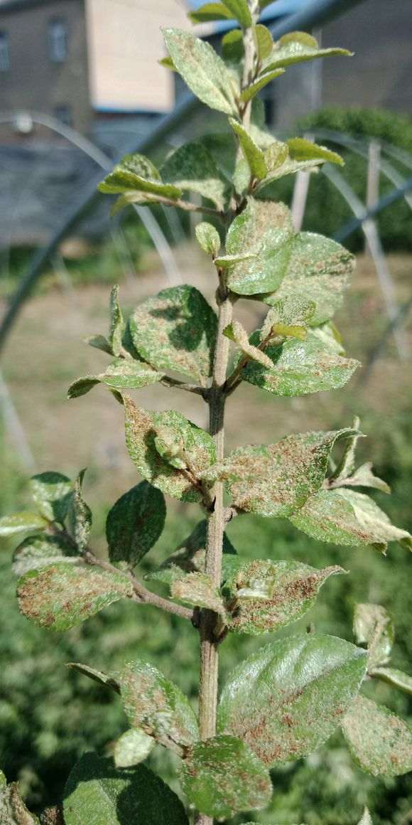 下山桩没病吗，那怎么正反面都是褐色的斑呢