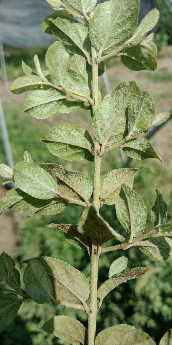 下山桩没病吗，那怎么正反面都是褐色的斑呢