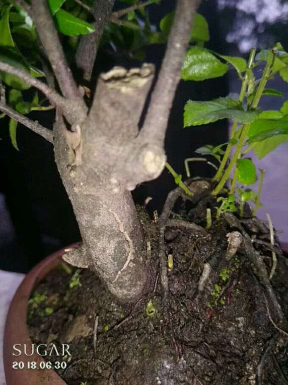 雀梅下山桩 发现树皮大部分都脱离树干了