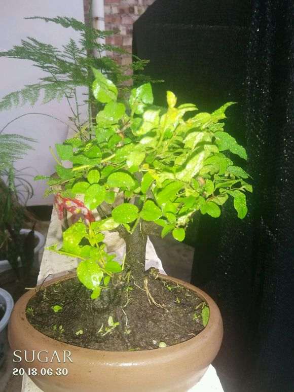 雀梅下山桩 发现树皮大部分都脱离树干了