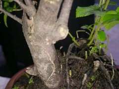 雀梅下山桩 发现树皮大部分都脱离树干了