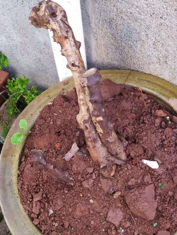 怎么才能让雀梅下山桩开花后结果