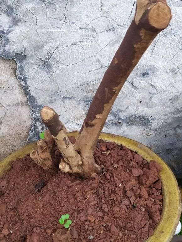 怎么才能让雀梅下山桩开花后结果