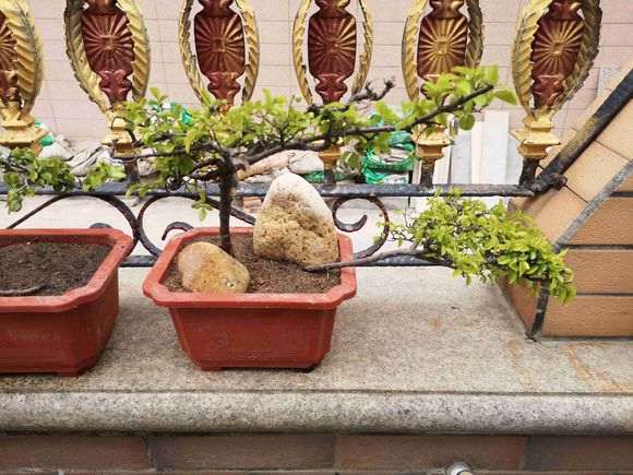 山上挖的雀梅下山桩 叶子开始发黄