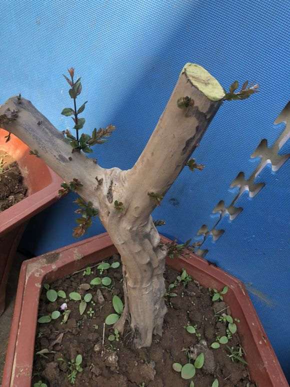 山上挖的雀梅下山桩 叶子开始发黄