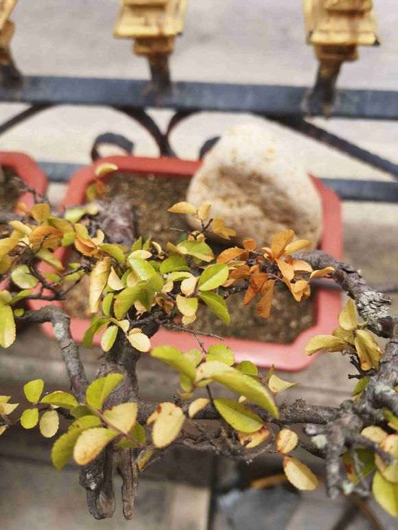 山上挖的雀梅下山桩 叶子开始发黄