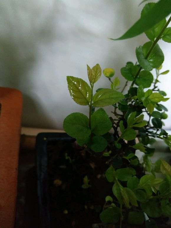 为什么我的雀梅下山桩新叶子这么大