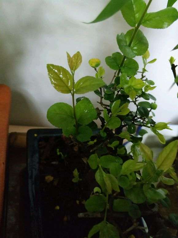 为什么我的雀梅下山桩新叶子这么大