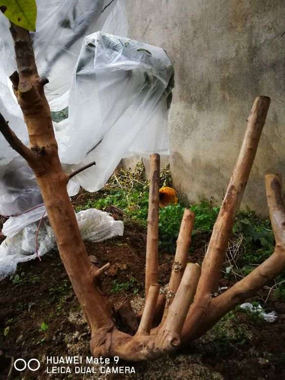 雀梅下山桩栽在地里一个多月 怎么办