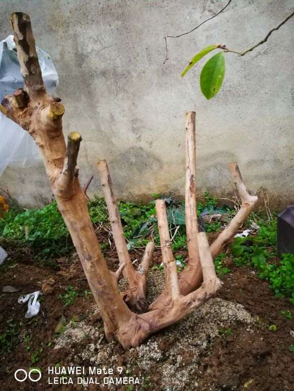 雀梅下山桩栽在地里一个多月 怎么办