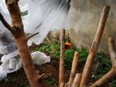 雀梅下山桩栽在地里一个多月 怎么办