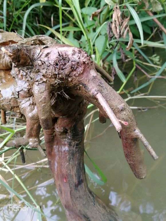 泡水里十二天的雀梅下山桩发芽了