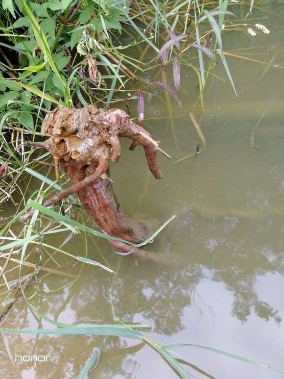 泡水里十二天的雀梅下山桩发芽了