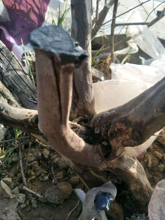 雀梅下山桩的杆头用胶封口了