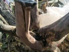 雀梅下山桩的杆头用胶封口了 为啥还裂缝啊