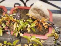 雀梅下山桩一级枝太长了怎么办