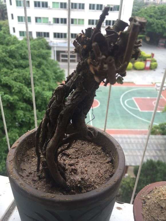 为什么纯山沙栽种雀梅下山桩最好