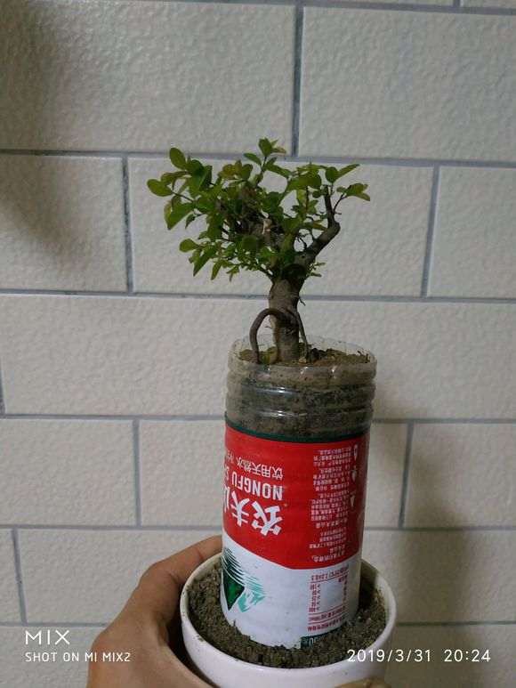 为什么纯山沙栽种雀梅下山桩最好