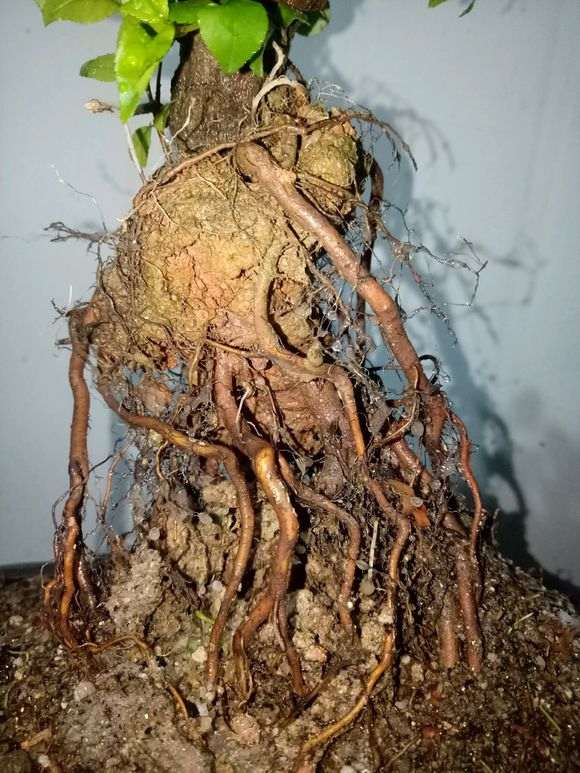刚买的提根雀梅下山桩