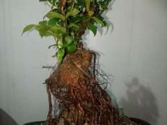 刚买的提根雀梅下山桩 怎么高培的方法