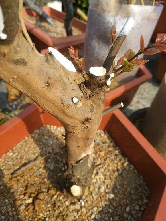 为什么雀梅下山桩很少不是红色芽