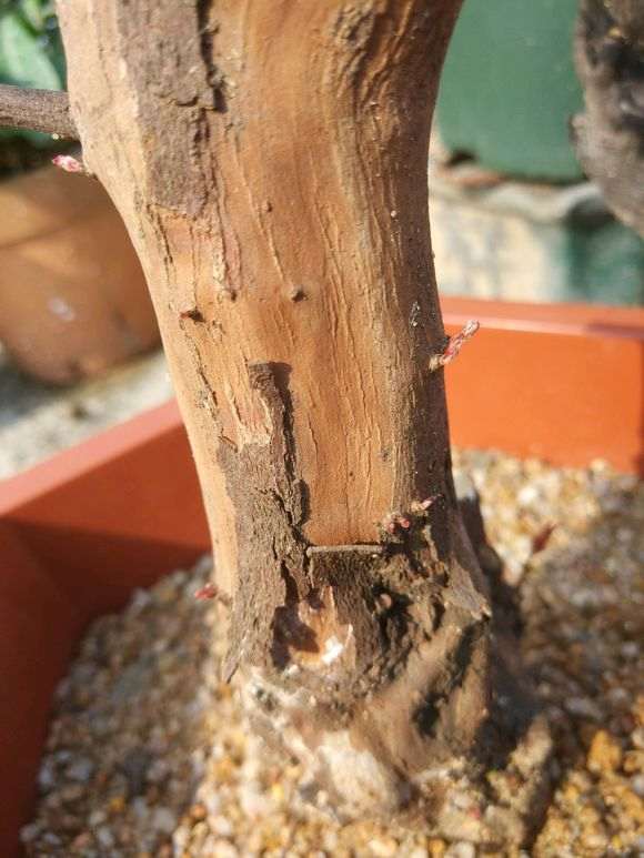 为什么雀梅下山桩很少不是红色芽