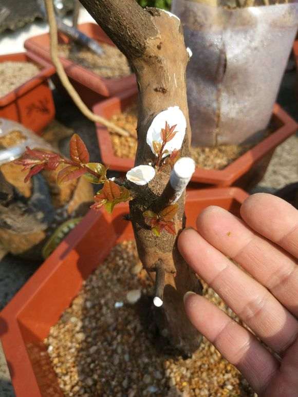 为什么雀梅下山桩很少不是红色芽