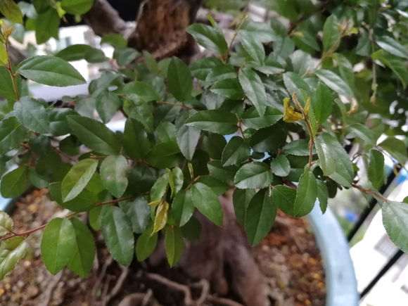 雀梅下山桩近两个周发黄卷叶子 怎么办