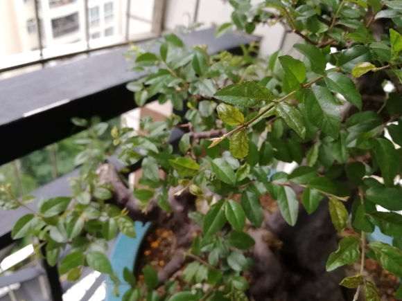 雀梅下山桩近两个周发黄卷叶子 怎么办