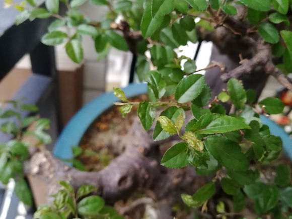 雀梅下山桩近两个周发黄卷叶子 怎么办