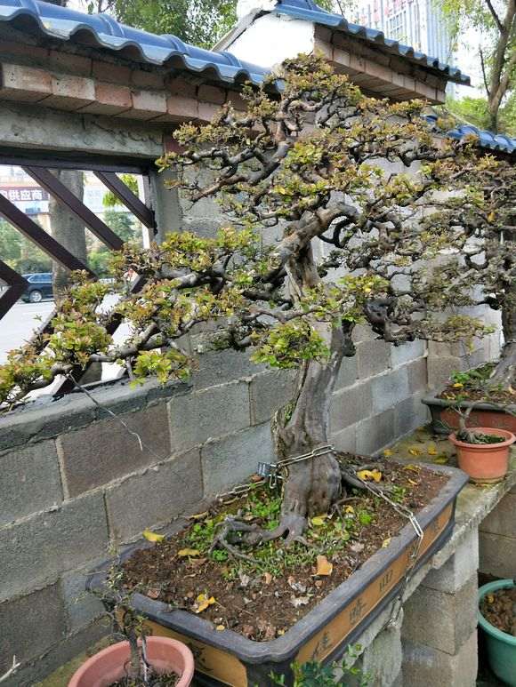 请欣赏 南宁花鸟市场里的雀梅盆景