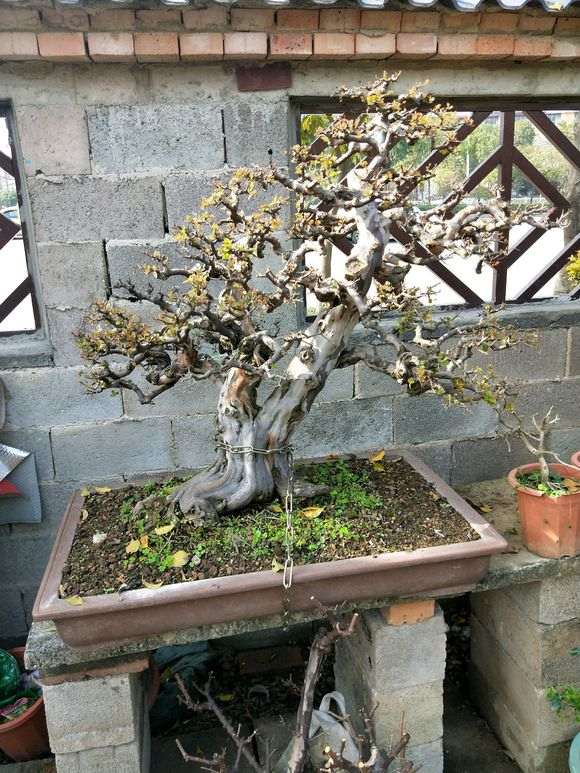 请欣赏 南宁花鸟市场里的雀梅盆景