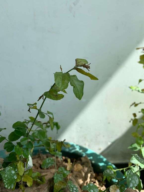 为什么雀梅下山桩要先用生根粉泡