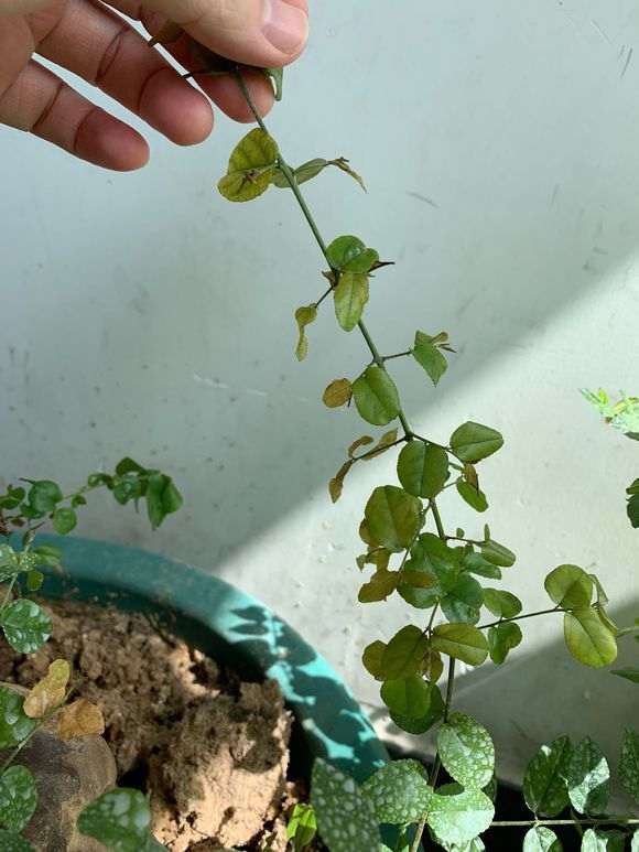 为什么雀梅下山桩要先用生根粉泡