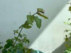 为什么雀梅下山桩要先用生根粉泡