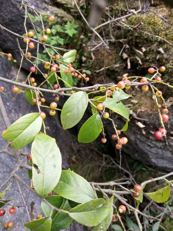 是雀梅下山桩的果么 有点不像