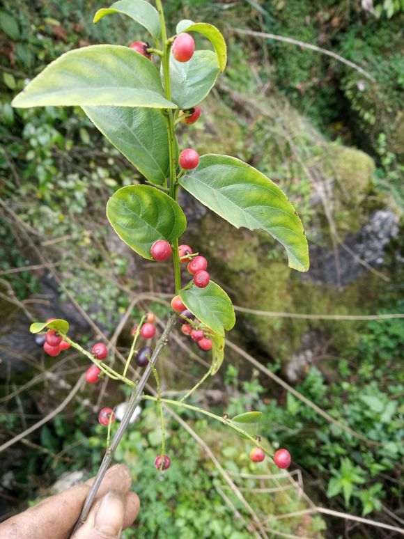 是雀梅下山桩的果么 有点不像
