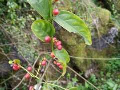 是雀梅下山桩的果么 有点不像