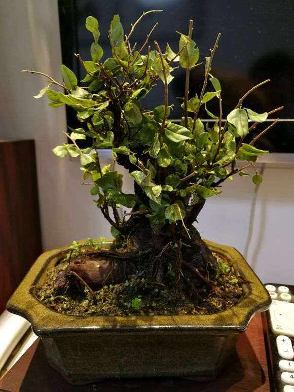 老桩雀梅盆景叶子全枯了