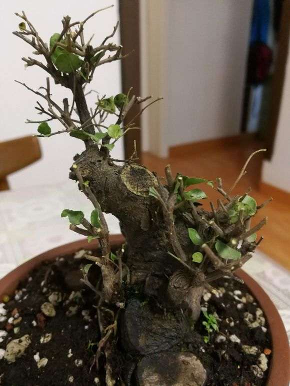 老桩雀梅盆景叶子全枯了