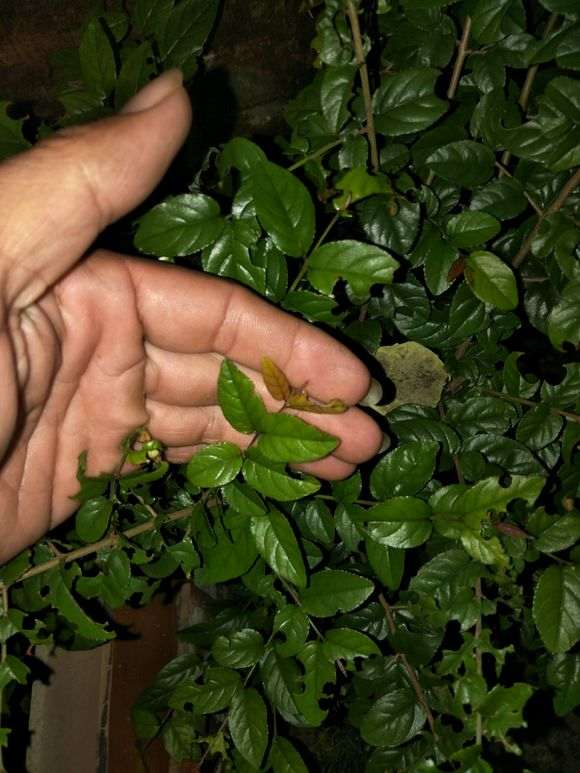 扦插粗杆雀梅盆景怎么成活的方法