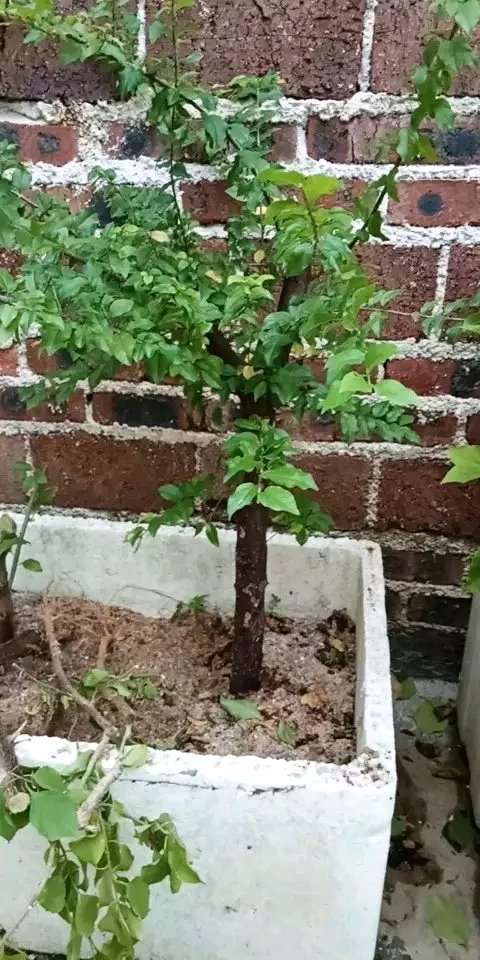 扦插粗杆雀梅盆景怎么成活的方法