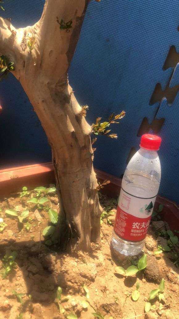 雀梅下山桩一般什么季节可以破杆拿弯