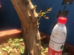 雀梅下山桩一般什么季节可以破杆拿弯