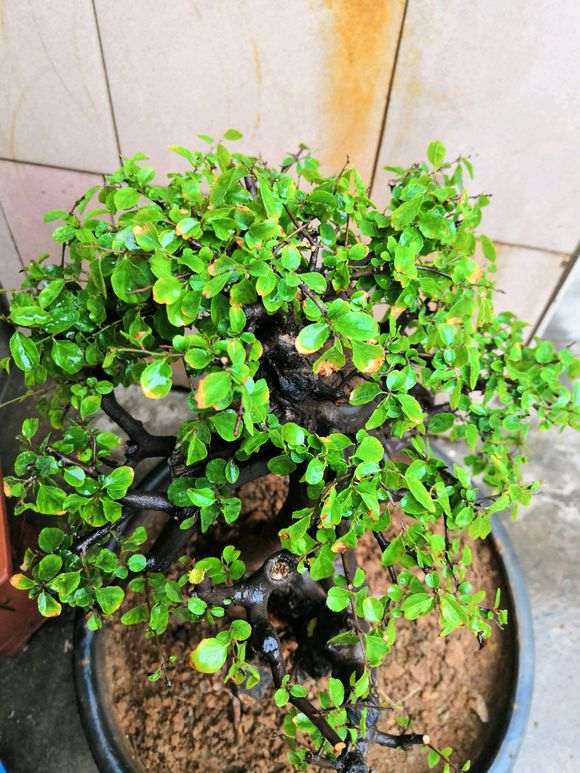 雀梅盆景四月地栽上盆