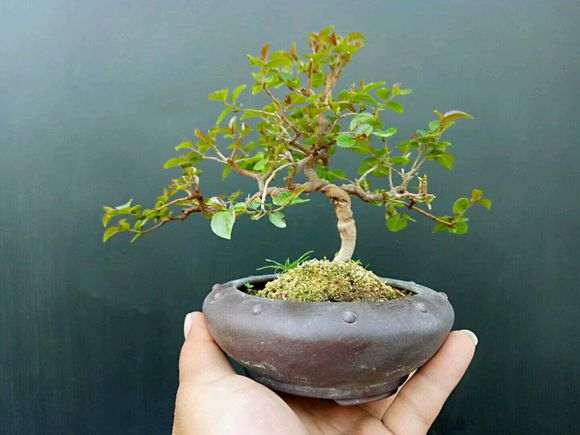 一棵籽播盆养六年的小叶雀梅盆景