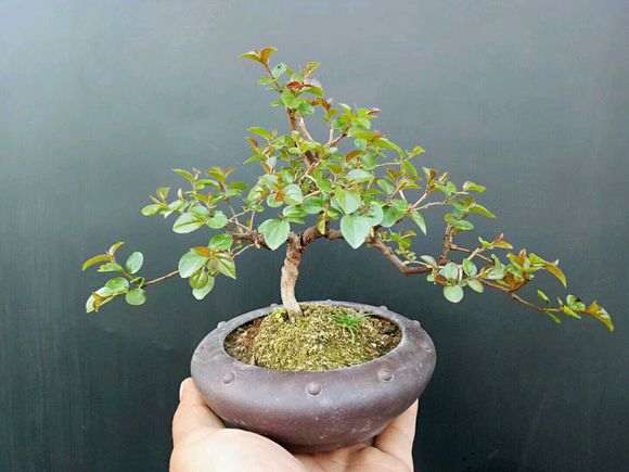 一棵籽播盆养六年的小叶雀梅盆景