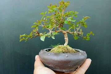 一棵籽播盆养六年的小叶雀梅盆景