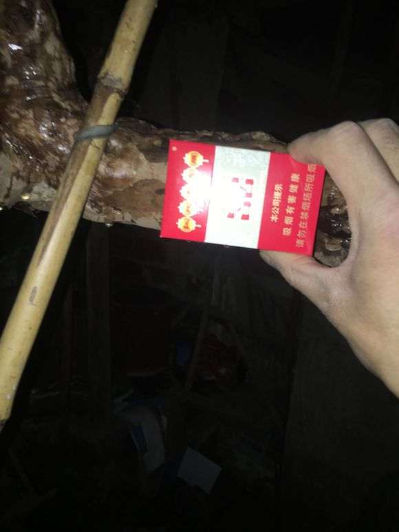 我的雀梅下山桩 高1米8 泥土 树龄百年