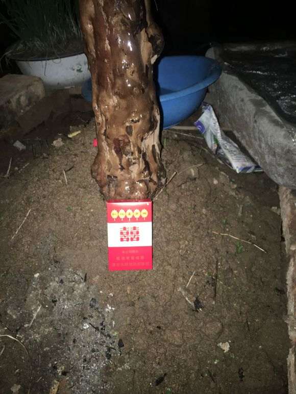 我的雀梅下山桩 高1米8 泥土 树龄百年